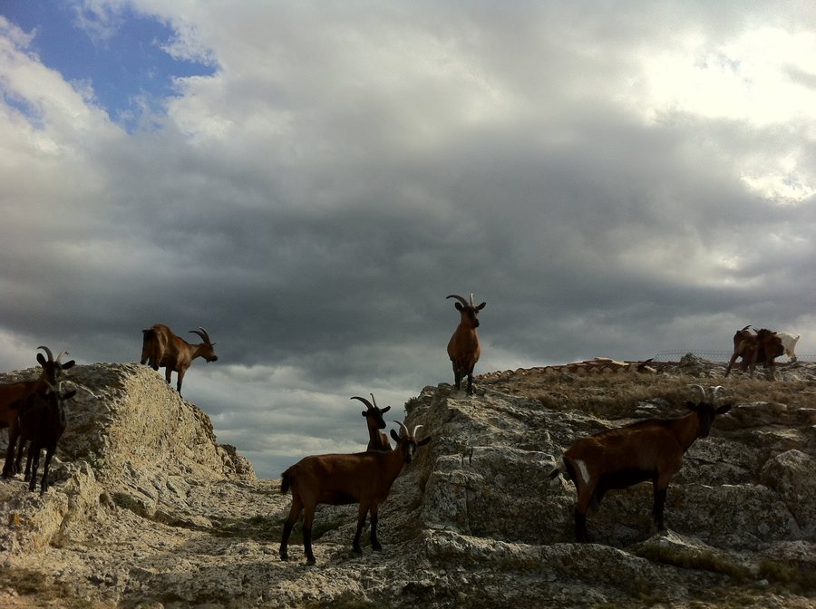File:66300 Camélas, France - panoramio (2).jpg