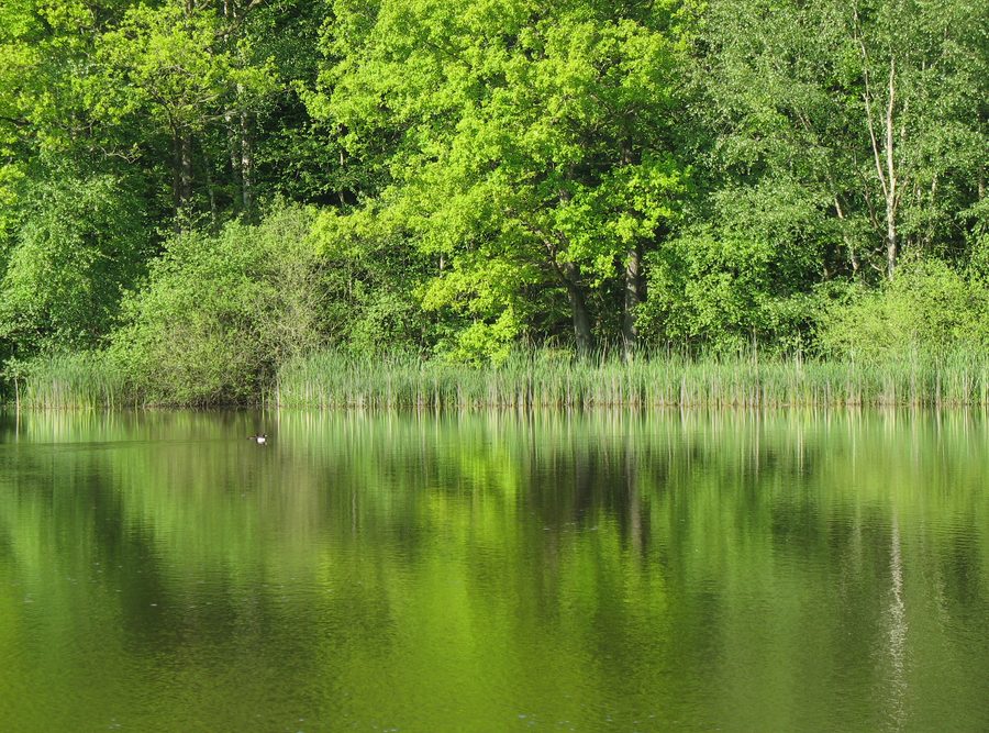See mit Spiegelung von Bäumen im Naturpark Aukrug in Schleswig-Holstein