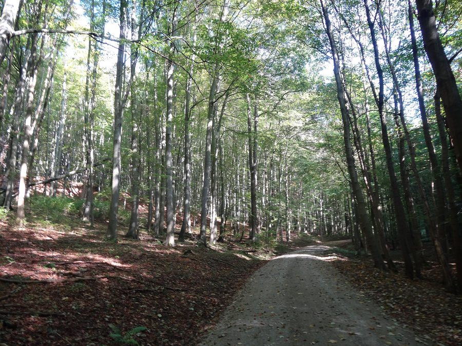 Buchen im Nationalpark Hainich in Thüringen