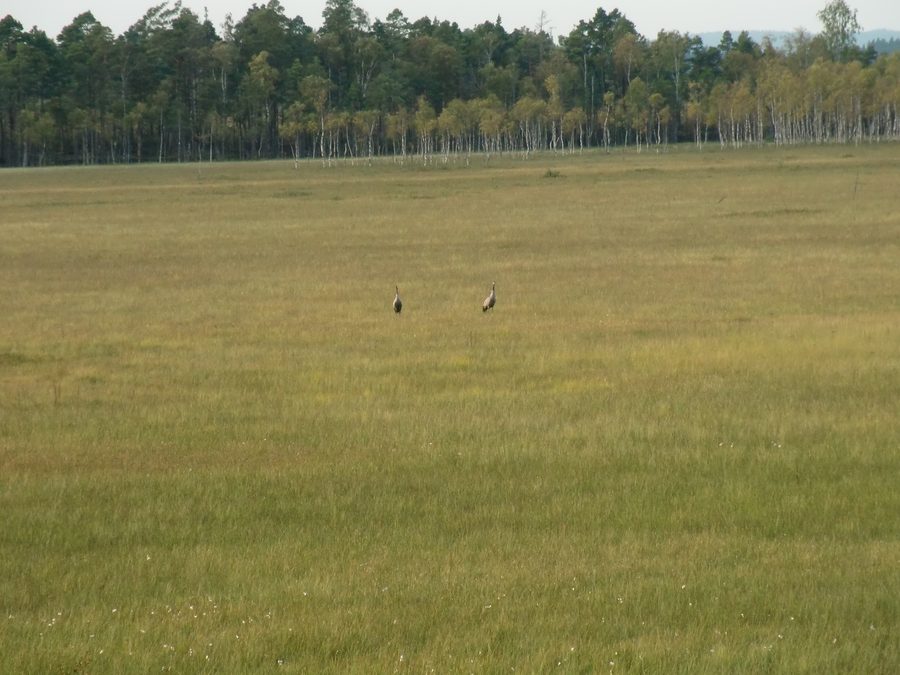 Moorlandschaft mit Schwingrasen und Kranichen im Naturraum Store Mosse