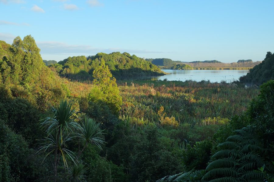 Vista sulla palude di harakeke verso il Lake Papaitonga nella Papaitonga Scenic Reserve