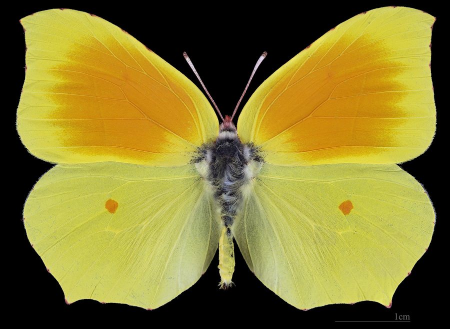 File:(MHNT) Gonepteryx cleopatra - Vaour Tarn France - male dorsal.jpg