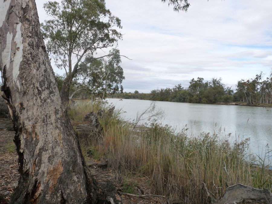 Il Murray River presso Renmark nel South Australia