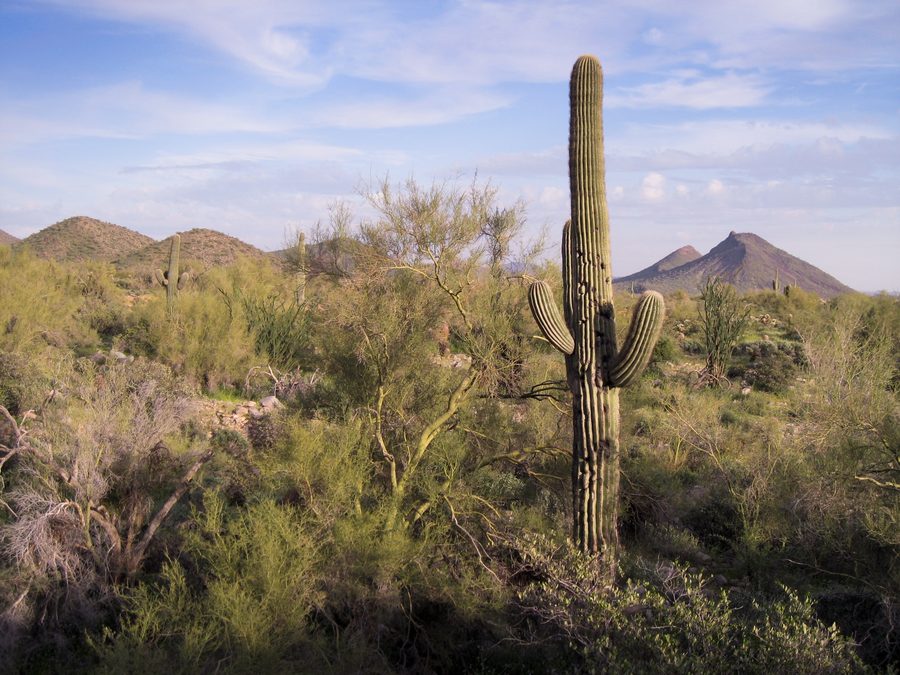 Cactus saguaro e vegetazione desertica nei monti McDowell vicino a Scottsdale, Arizona.