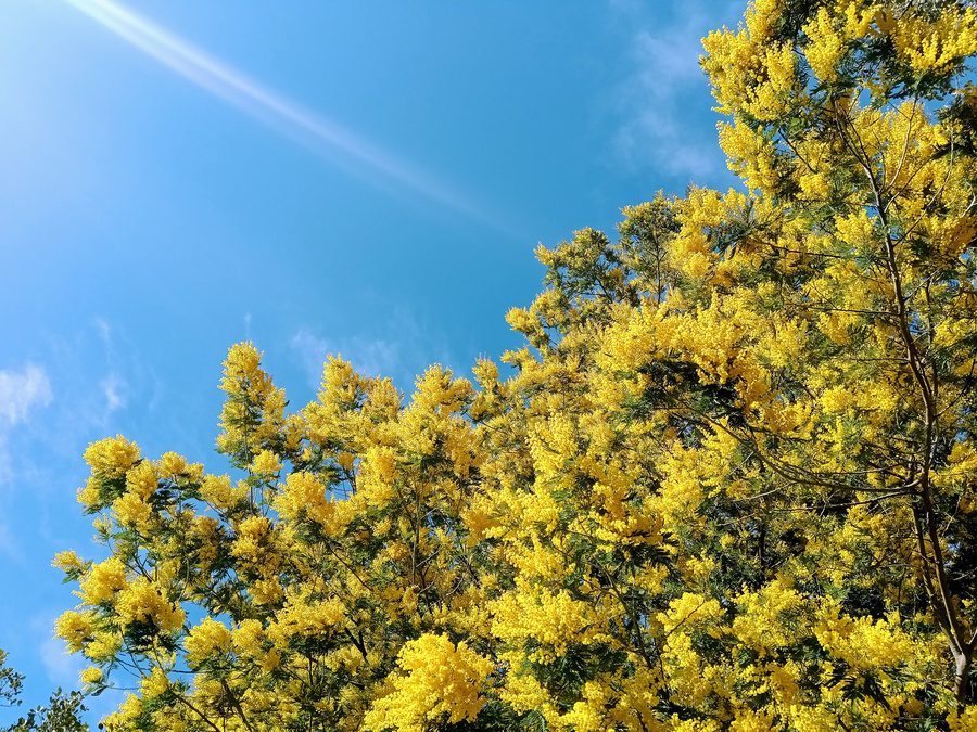 Blühende Mimose im Massif du Tanneron bei Mandelieu-la-Napoule