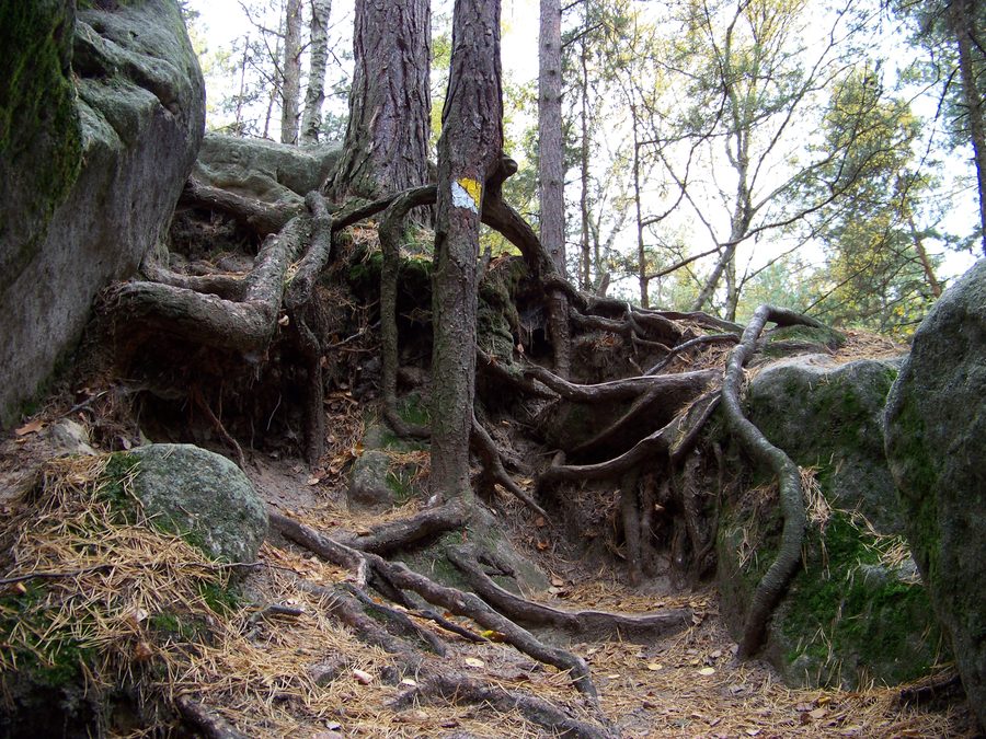 Paesaggio boschivo e di arenaria presso Mšeno.