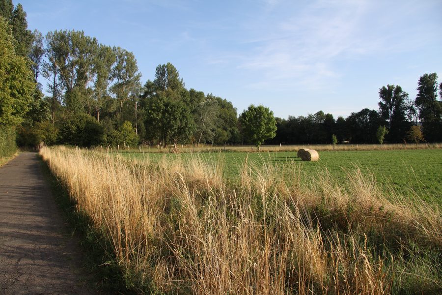 Landschaftsschutzgebiet Vilgensee mit Bäumen und Büschen zwischen Dettum und Ahlum