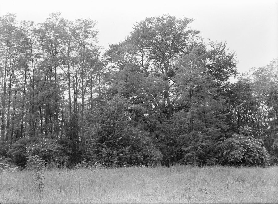 Bossen met acacia in Geijsteren