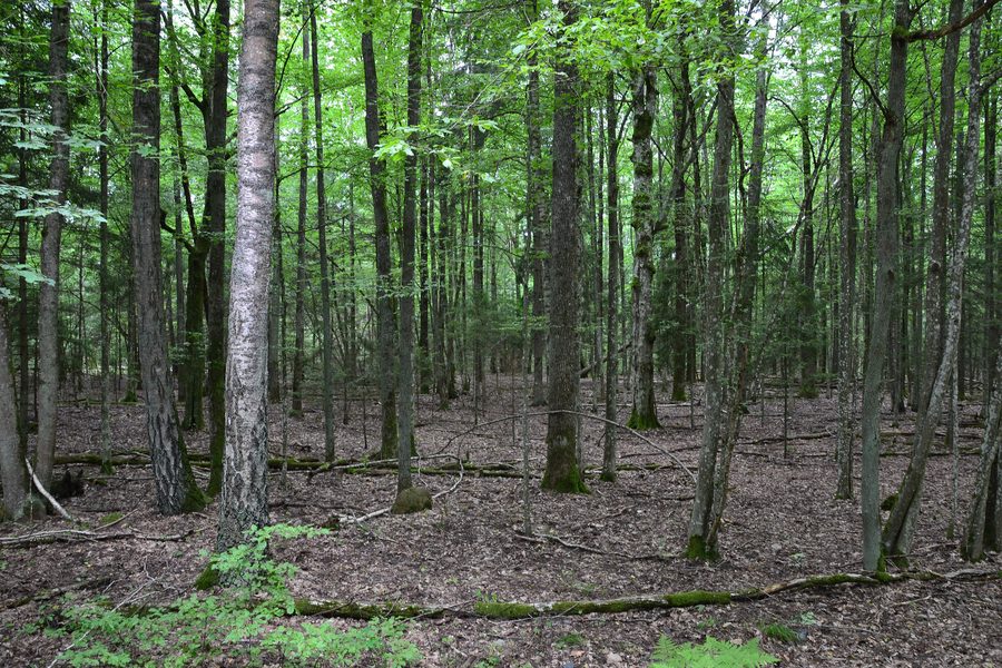 Alter Laubmischwald in der Belovezhskaya Pushcha in Belarus.