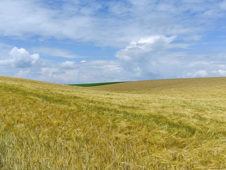 Hügellandschaft mit Roggenfeld im Naturpark Džbán zwischen Hříškov und Žerotín