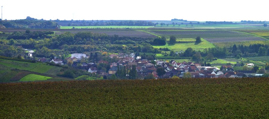 Weinberge und sanfte Hügel bei Sulzheim in Rheinhessen