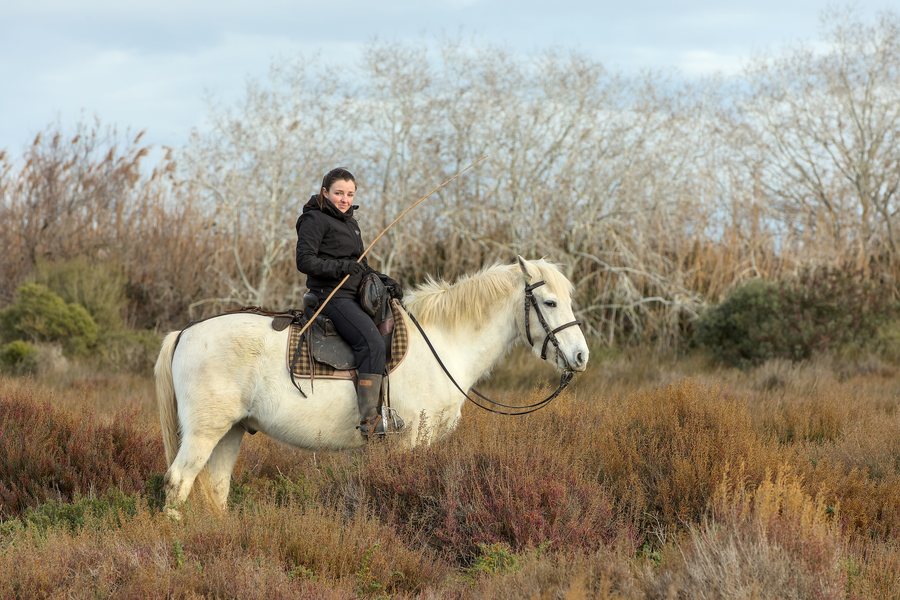 File:Saint-Laurent-d'Aigouze - Camargue horses - 01.jpg