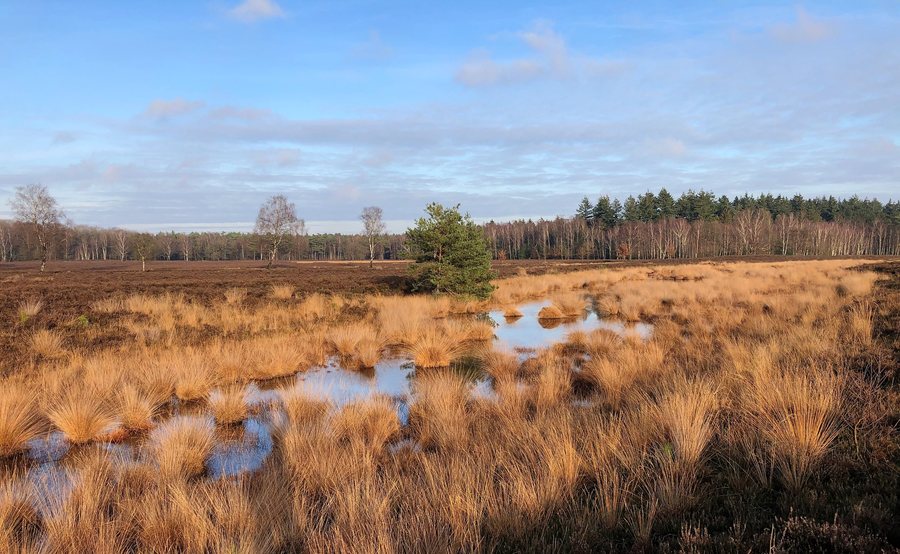File:Netherlands, Veluwe (10), Heerde, Renderklippen, Wollegrasven.jpg