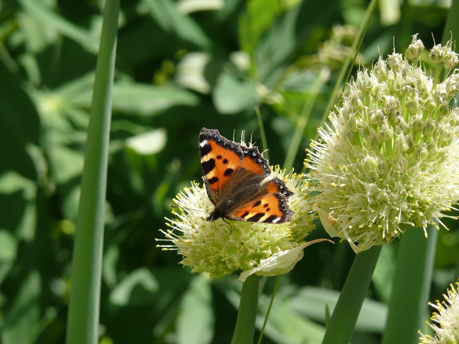 File:Anould - La Mangoutte - Aglais urticae on leek flower.jpg