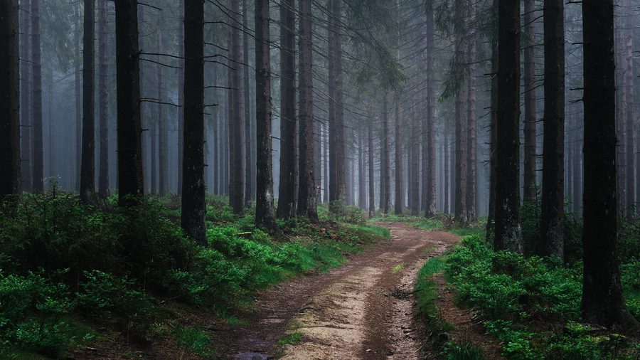 Bosco nebbioso nel Parco Naturale Sauerland-Rothaargebirge