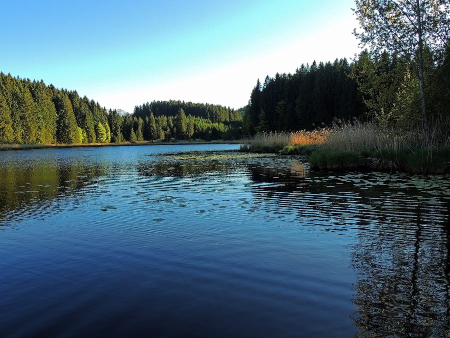 Faulensee bei Rieden am Forggensee im Wald