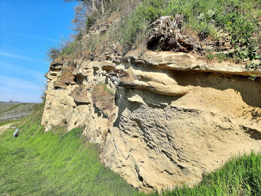 Steilwand im Naturdenkmal Läufelberg bei Schallbach