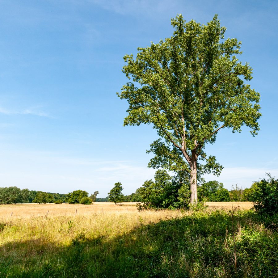 Panorama der Queichwiesen im Natur- und Kulturlandschaftsraum bei Lustadt