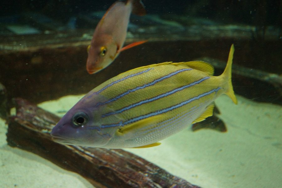 Great Lakes Aquarium a Duluth