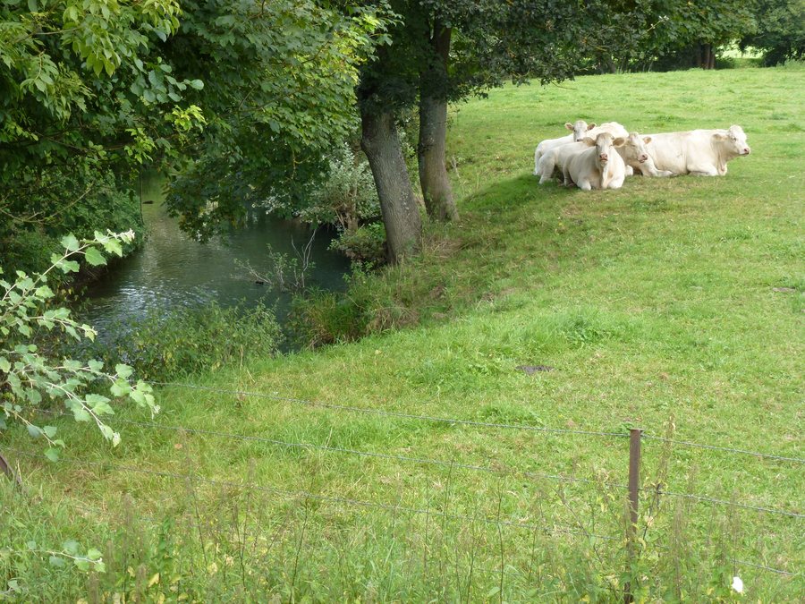 File:Hannappes (Ardennes) l'Aube, affluent du Thon.jpg