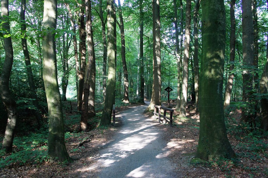 Sentiero attraverso la riserva naturale di Stamers Hop