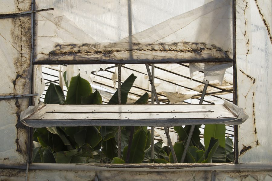 Coltivazione di banane in serre nei dintorni di Anamur