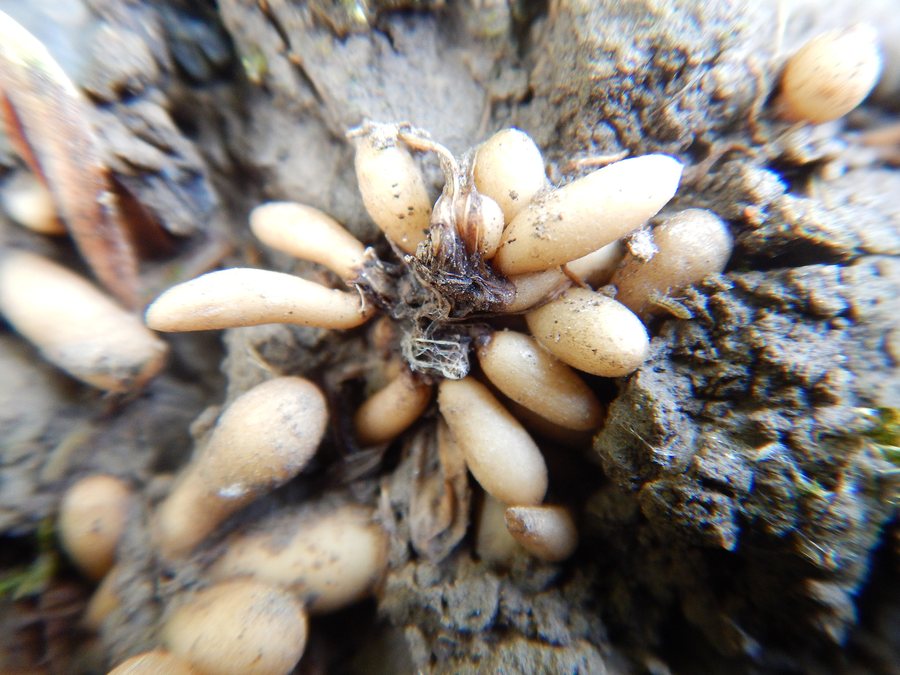 File:Bulbilles ficaire Saint-Sylvestre Cappel juin 2916 Lamiot 01.jpg