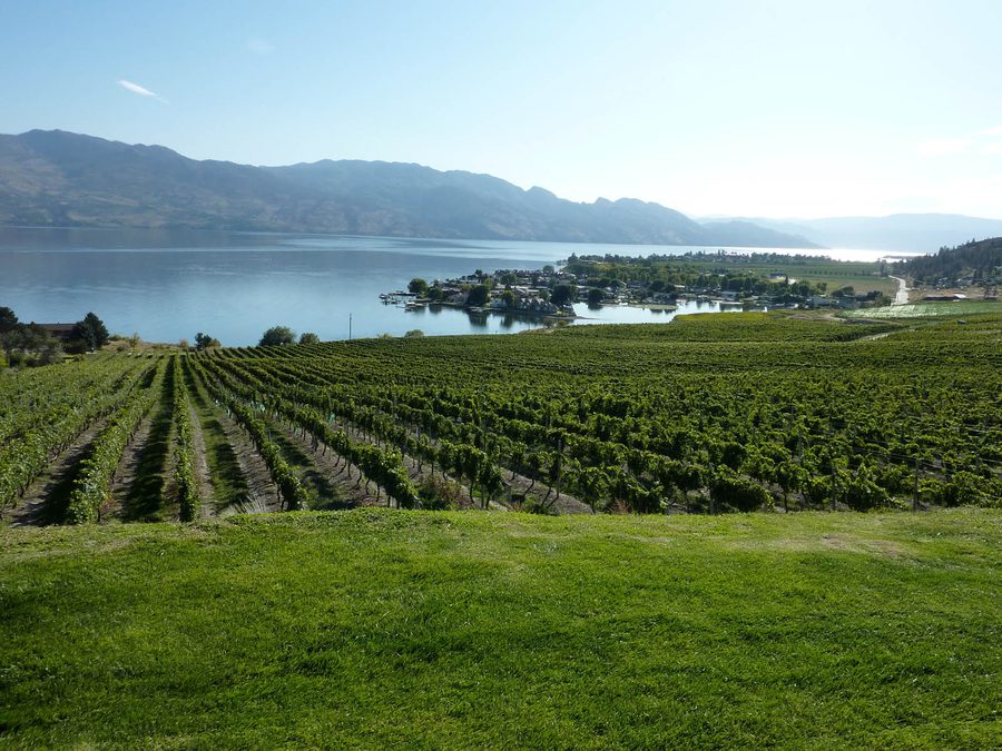 Vigneto sopra il lago Okanagan presso Kelowna