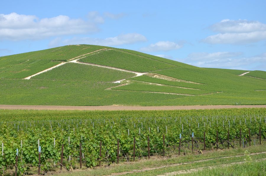 Weinberge der Champagne nahe Ay im Département Marne