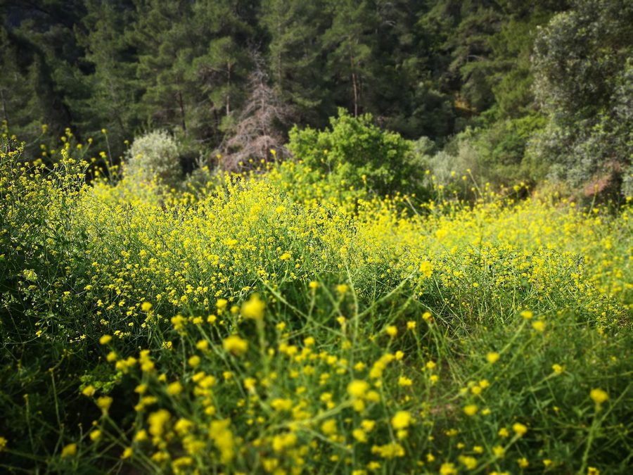 Paisaje del Parque Nacional de Marmaris en Turquía