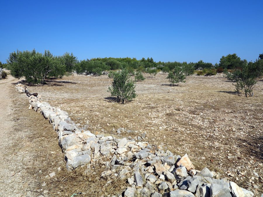 Giovane ulivo vicino a Grohote sull’isola di Šolta