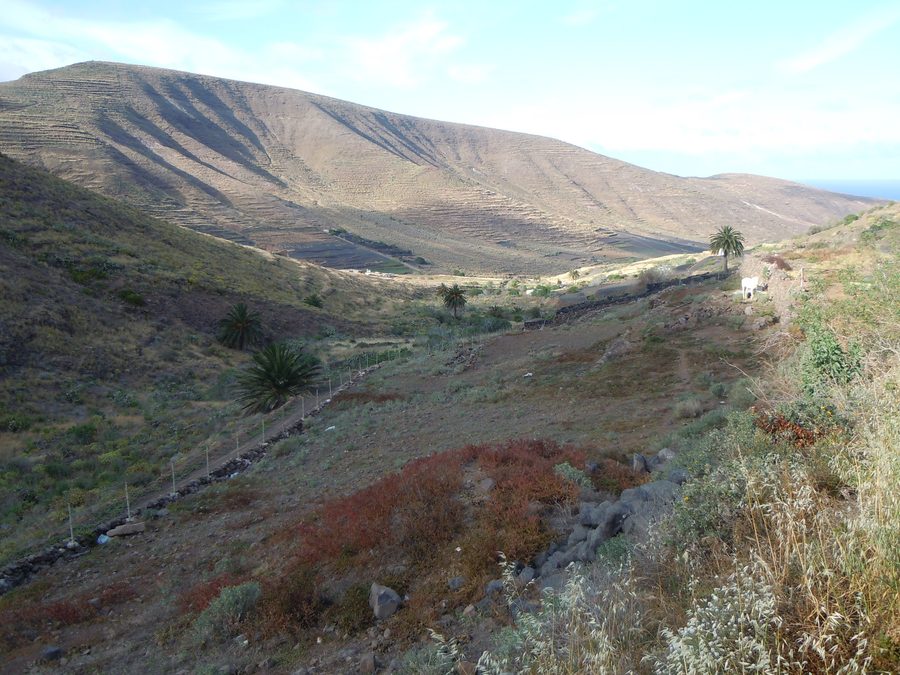 Vista sul paesaggio della Valle de Temisa presso Haría a Lanzarote