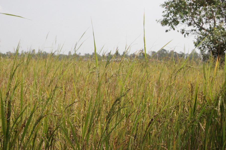 Goldenes Reisfeld in der Provinz Prey Veng, Kambodscha