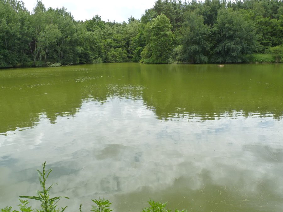 Teich Kupinský im Landschaftsschutzgebiet Třeboňsko in Südböhmen