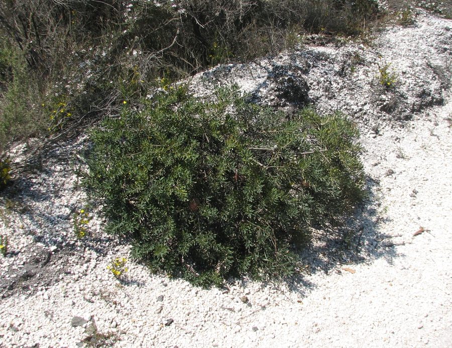 Banksia marginata nella Anglesea Heath nel Victoria