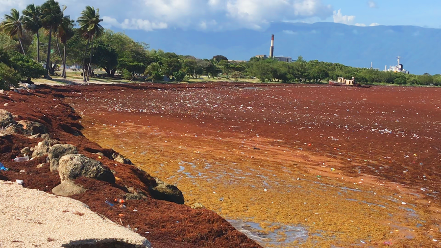 Küstenlandschaft mit Sargassum in der Provinz Barahona in der Dominikanischen Republik