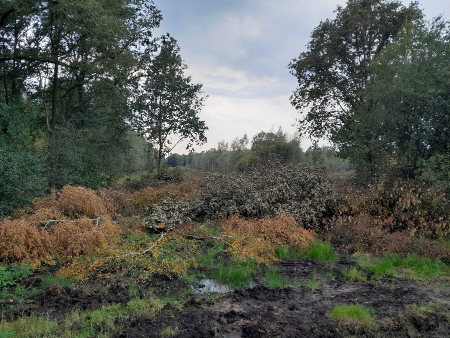 Offene Moor- und Kulturlandschaft im Dalerpeel-Naturgebiet bei Drenthe