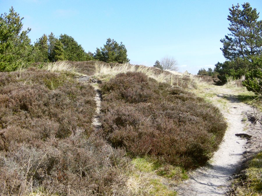 Heidelandschaft nahe Toftum auf Rømø