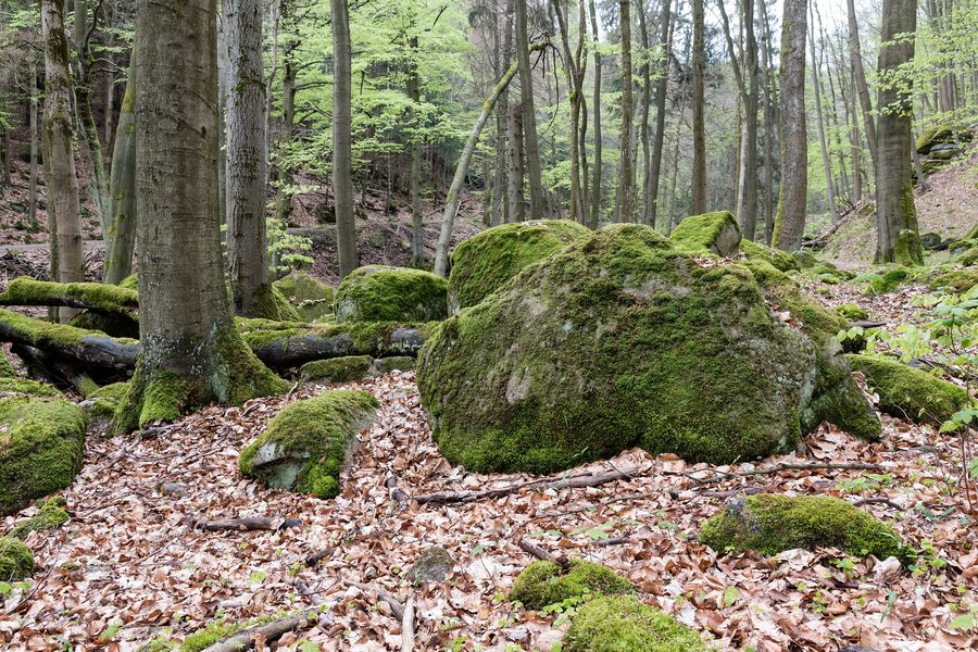Ilsetal im Harz-Nationalpark bei Ilsenburg mit dichtem Wald, Felsen und Bachlauf