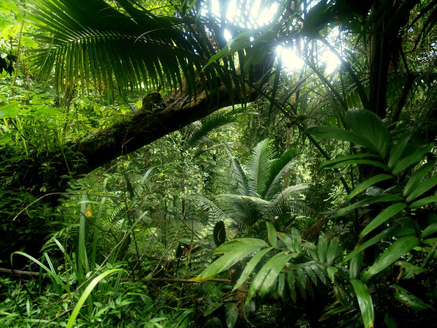 Dichter tropischer Wald im Forest Reserve auf Tobago