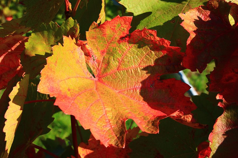 Vigneti a Pfaffstätten in autunno