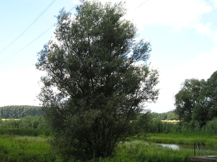 Baumberger Aue mit Schilf, Weiden und Gewässer im Naturschutzgebiet Urdenbacher Altrhein und Baumberger Aue
