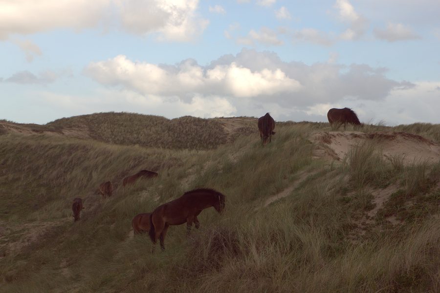 Cavalli nella riserva dunale dell'Olanda Settentrionale presso Egmond aan Zee
