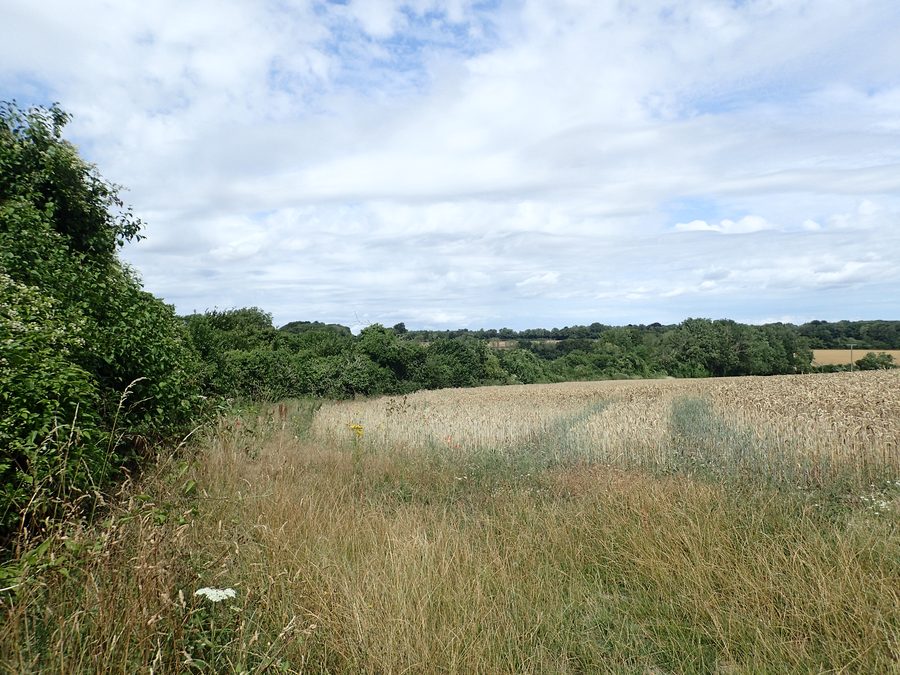 Vista dal North Downs Way nei pressi di Shepherd's Well, con campagna ondulata