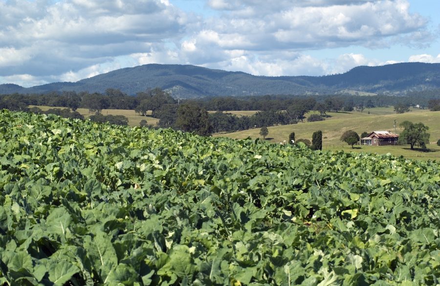 Campo di brassica nella Bega Valley, nel New South Wales.
