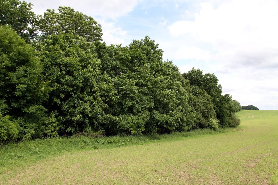 Naturschutzgebiet Šestajovická stráň bei Šestajovice im Sommer