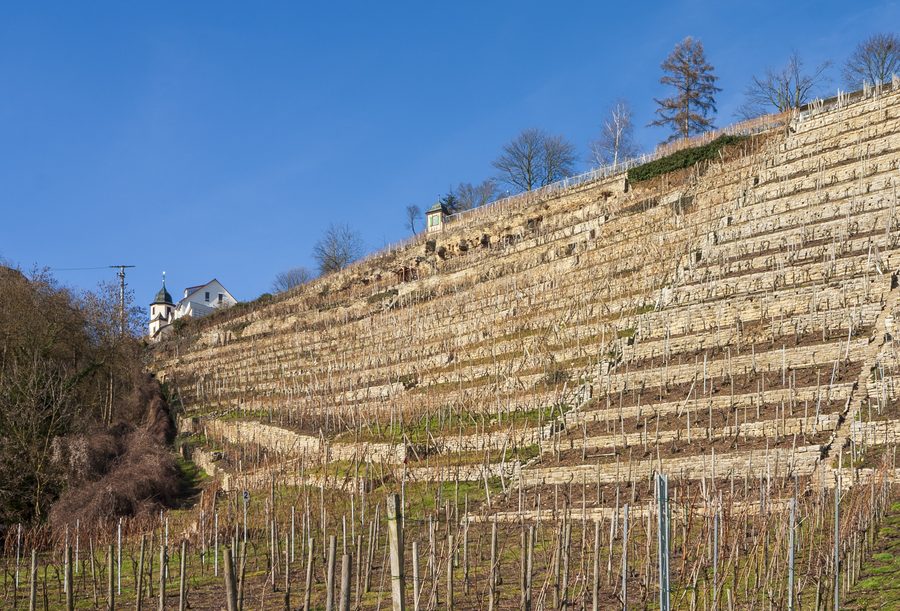 Weinberge mit traditionellen Trockenmauern bei Kleiningersheim in Ingersheim