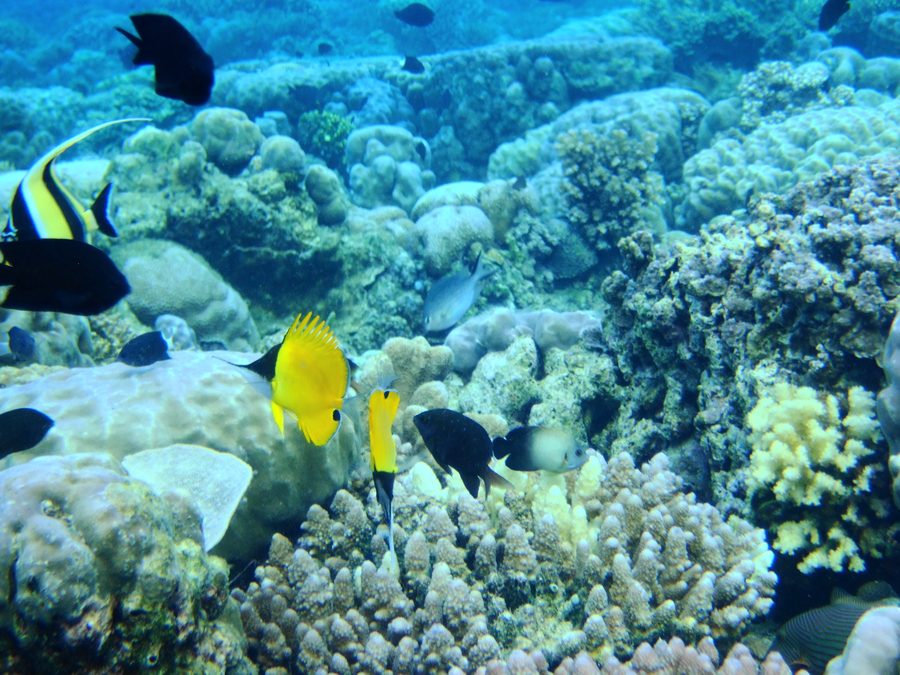 Bunaken-Nationalpark in Sulawesi Utara, Indonesien