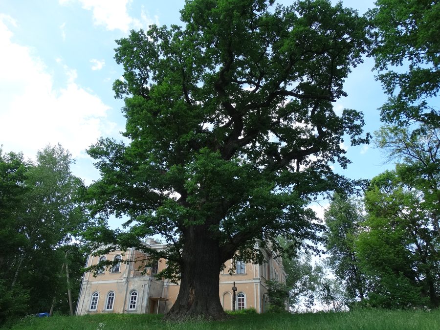 Grande quercia antica a Glitiškės nel distretto di Vilnius