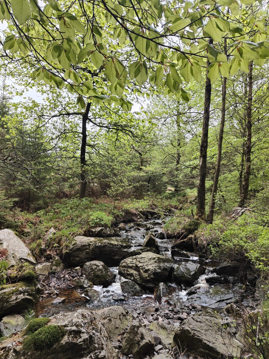 Wald- und Hügellandschaft in den Ardennen bei Spa, Belgien